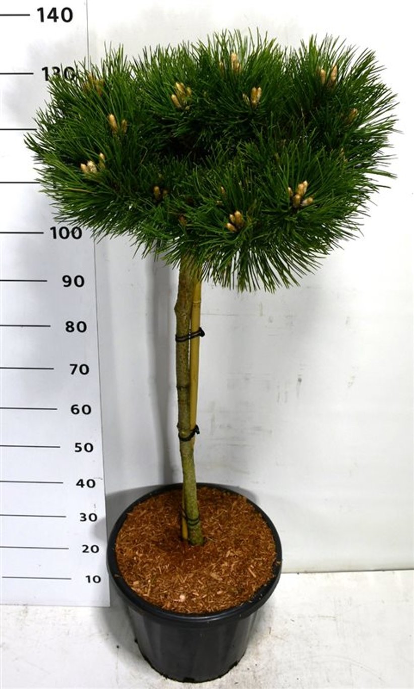 Pinus nigra 'Keightly Broom' - 80 CM Stem C25